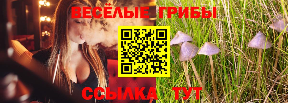Галлюциногенные грибы Psilocybine cubensis Ялуторовск